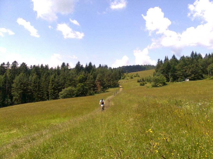 Krynica