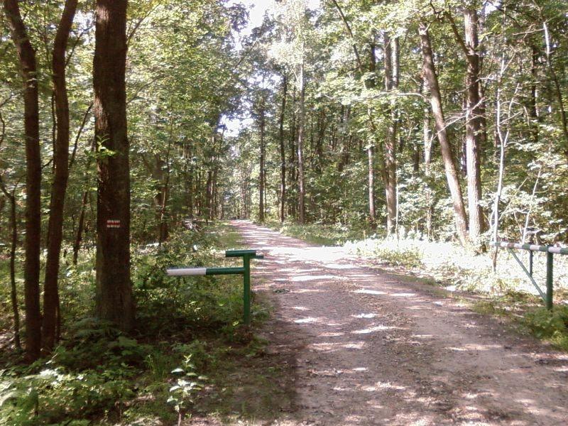Grotniki