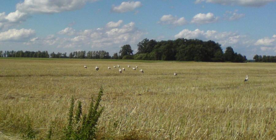 'Spotkanie' bocianów na ściernisku. Czyżby już chciały odlecieć?