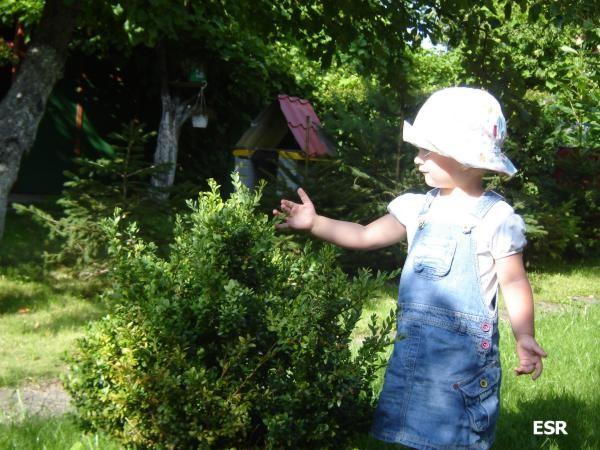 Oti i bukszpan