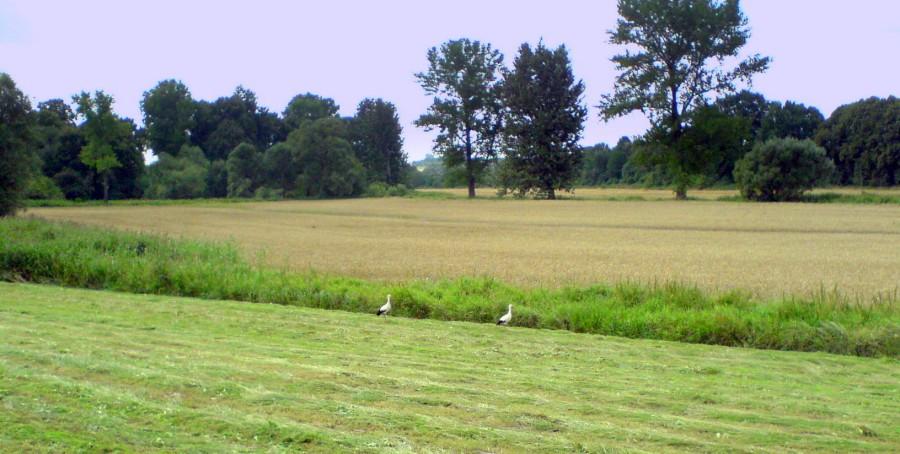 Znów bociany, szkoda że tylko dwa