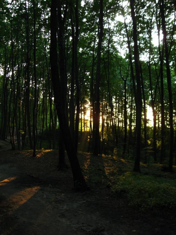 W Przylasku.