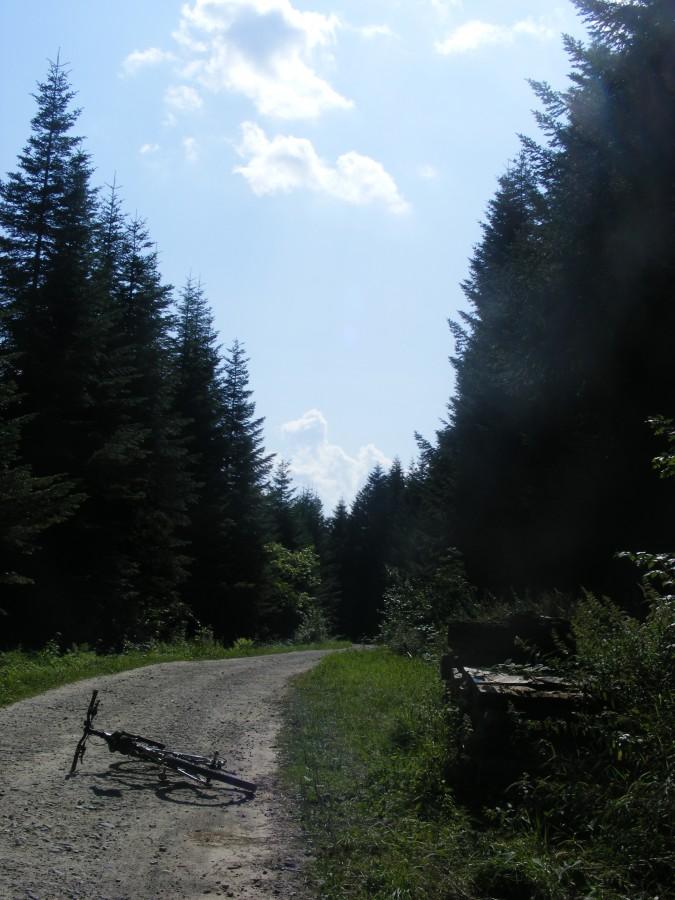 Wspinając się przez las