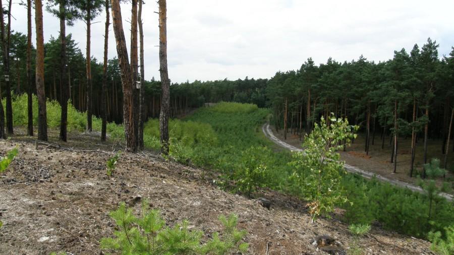 Na leśnym wzniesieniu