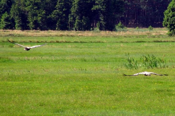 Lot żurawia