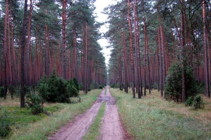 Droga przez Jelenią Wyspę