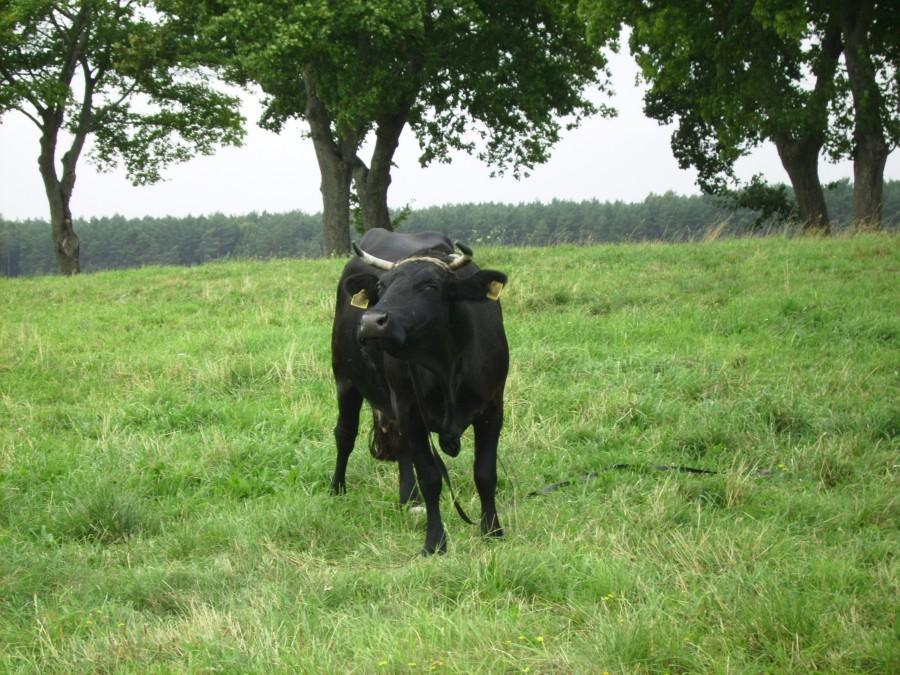 Czarna Krowa