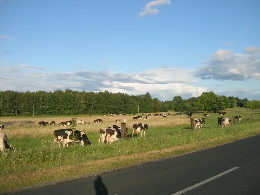 Wężewo i hodowla krów.