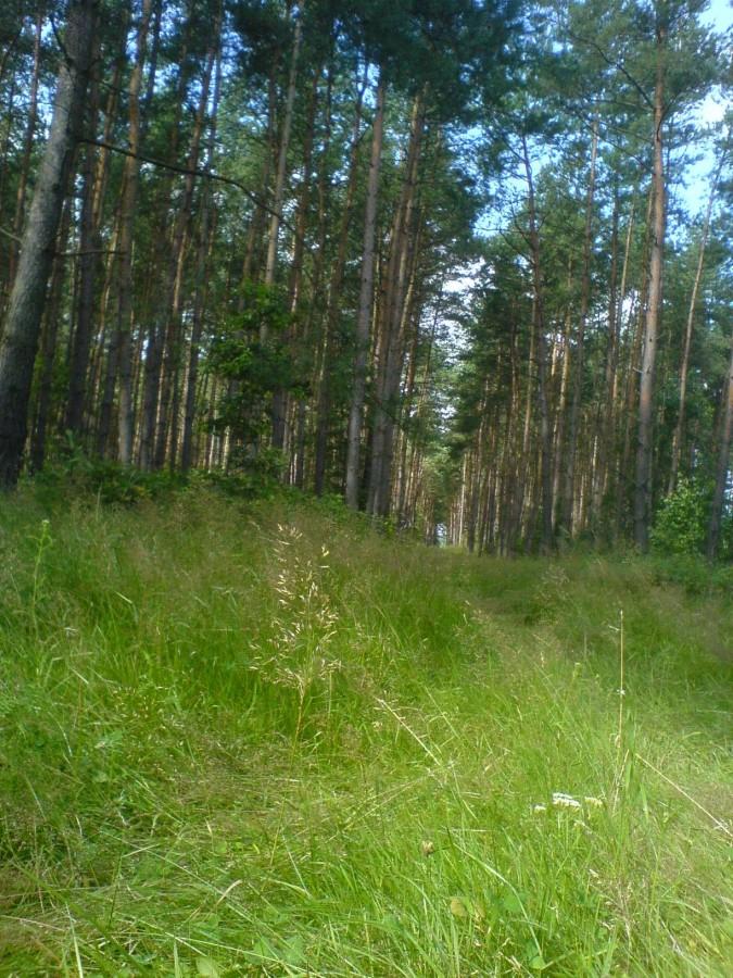 Pierścień wokół Poznania lasy w okolicy Dąbrówki Kościelnej