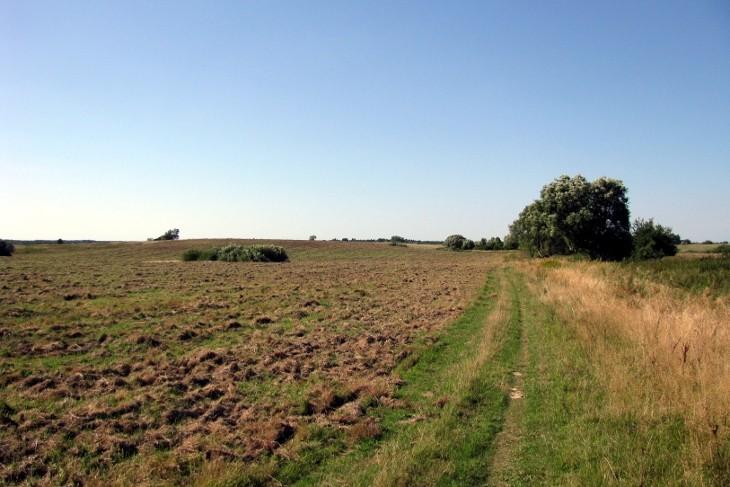 Krzaki bez krzaków, czyli w pole wyprowadzony ;)