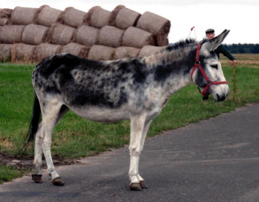 Jaki śliczny!