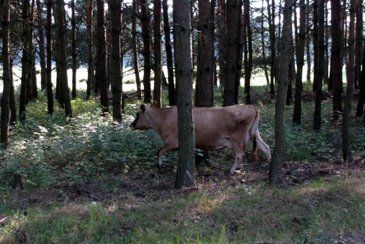 Bison Stettiniensis, Bizon Szczeciński