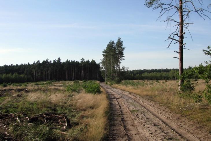 Droga z Tanowa przez Stare Leśno do Pilchowa