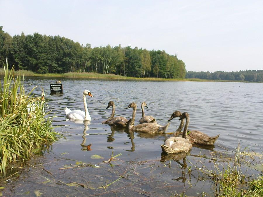 Łabędzie ze Stawu Glichta