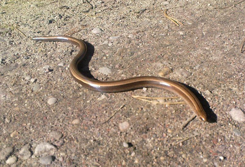 Padalec