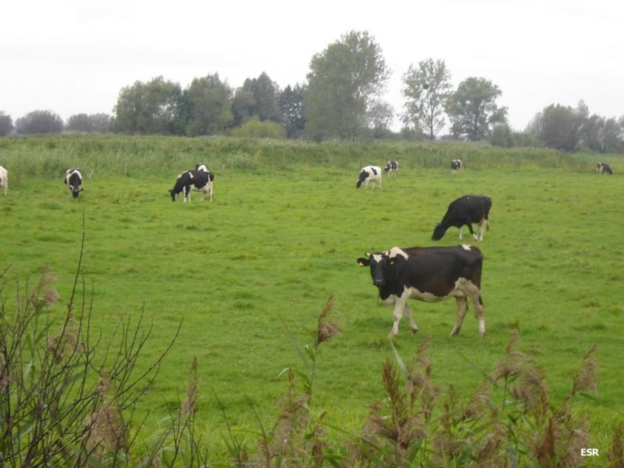 Krówki