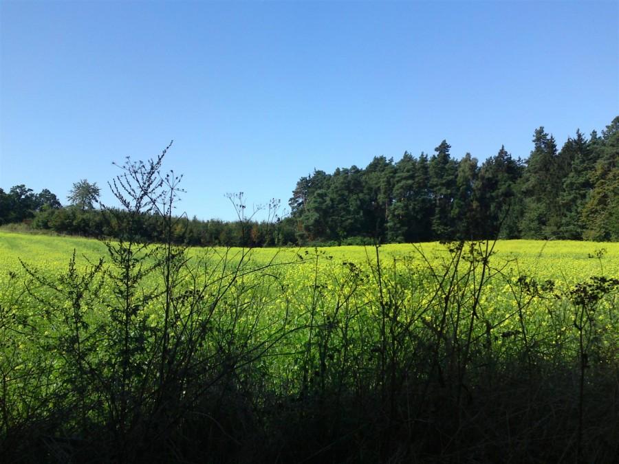 Pole gryki pośród lasów