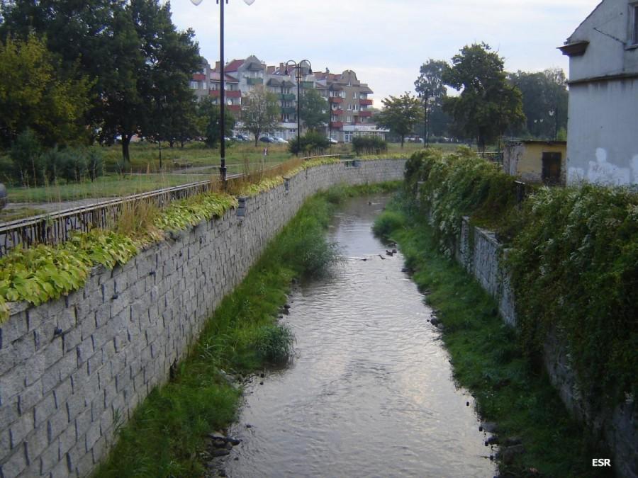 Kumiela zwana Dzikuską