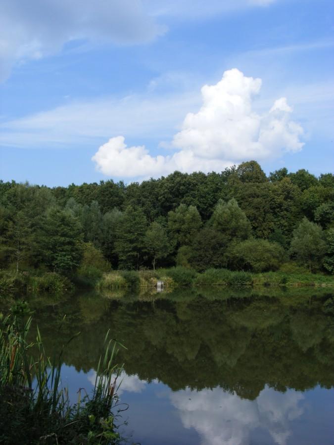 Jeziorko w lesie