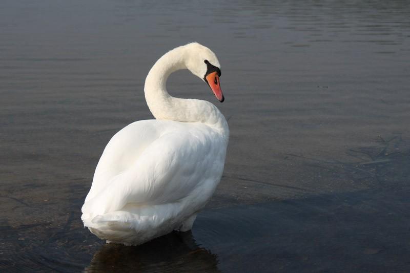 Łabędź