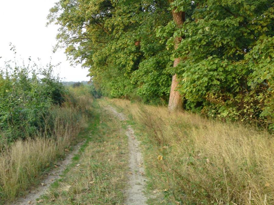 Ścieżka przy lesie
