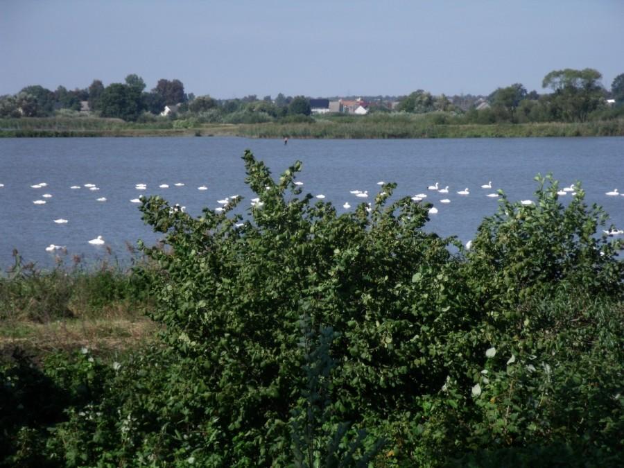Sejmik Łabędzi na stawach w Jawiszowicach