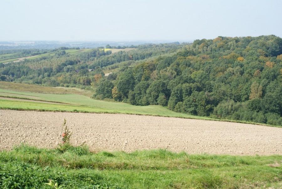 widoczek