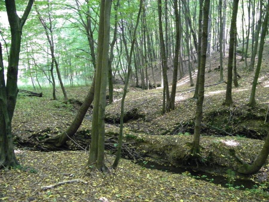 Leśne rzeczki