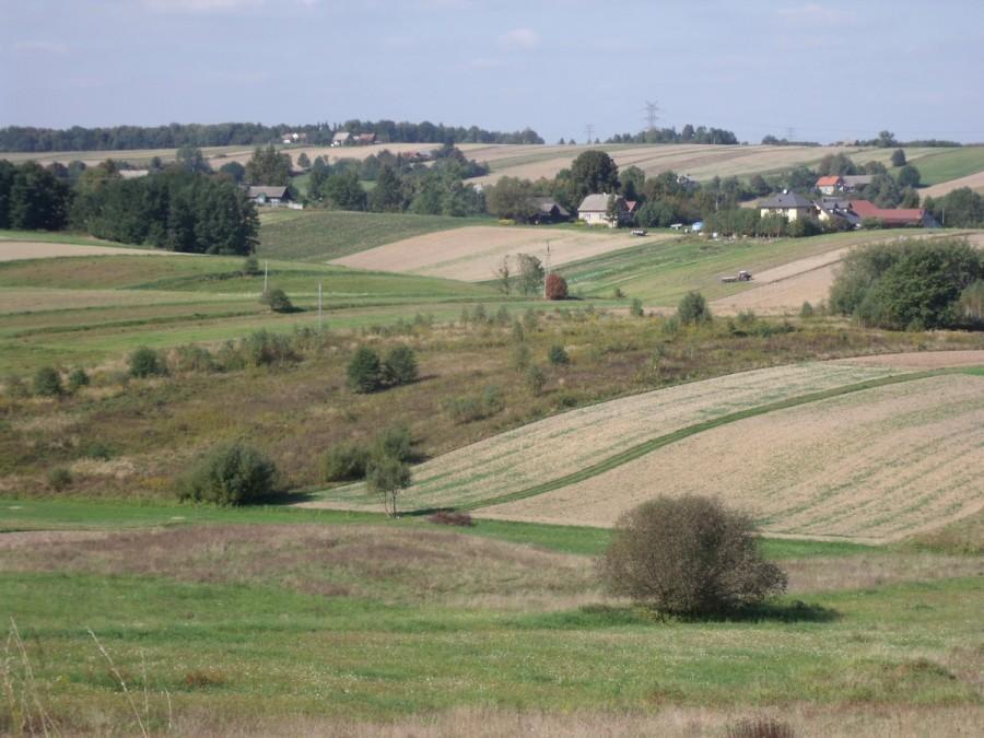 widoczek