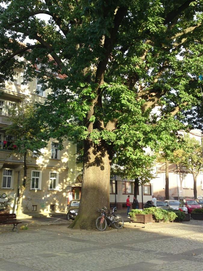 Plac bohaterów Westerplatte i 300 letni dąb węgierski, któru posłyżył za stojak rowerowy