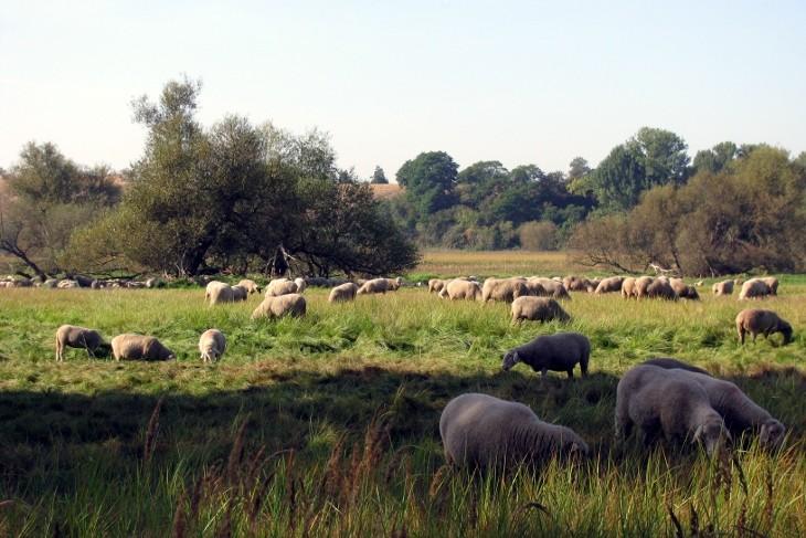 Wypas owiec pod Frankfurtem nad Odrą