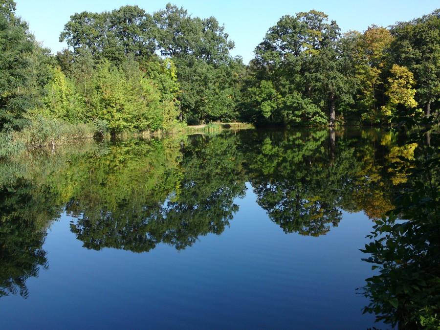 Dębina w Poznaniu, drzewa przeglądają się jak w lustrze