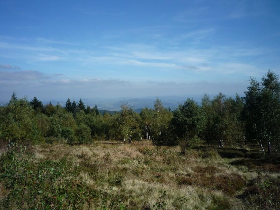 widoczek