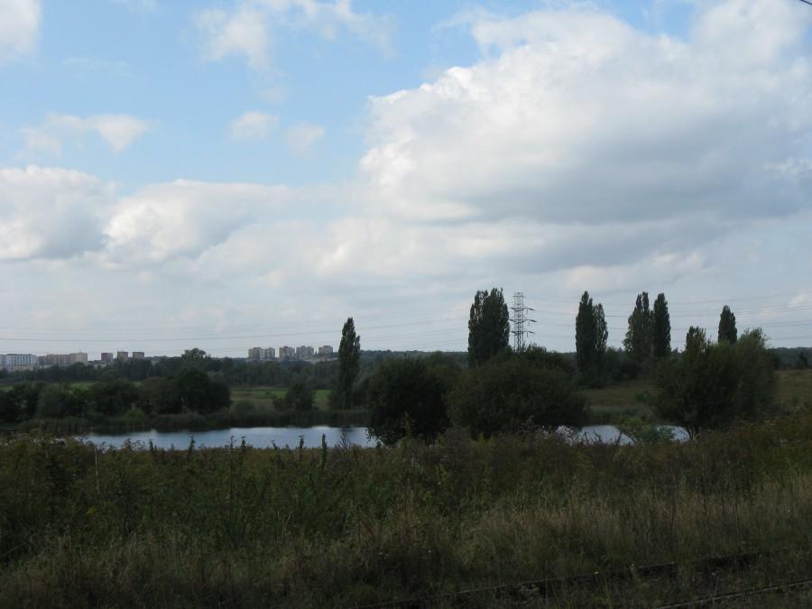 Staw