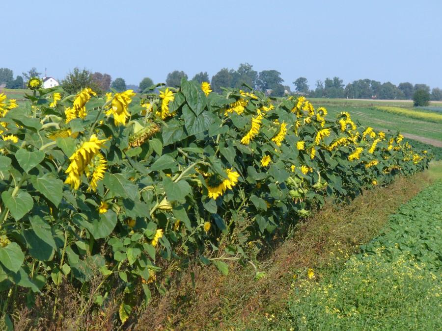 Słoneczniki