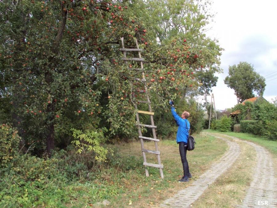 Amator kwaśnych jabłek.