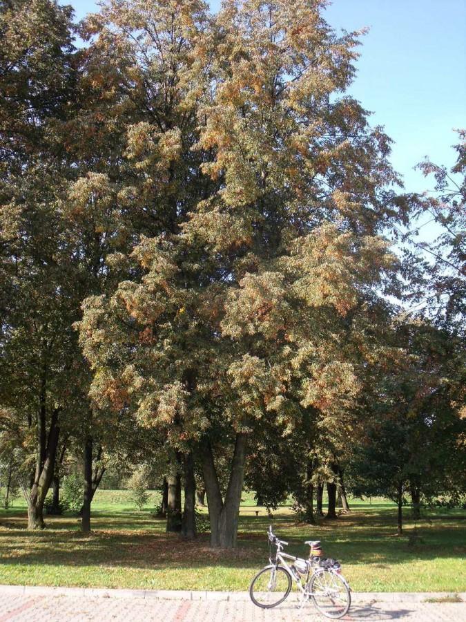 Park w Kętach robi się jesienny