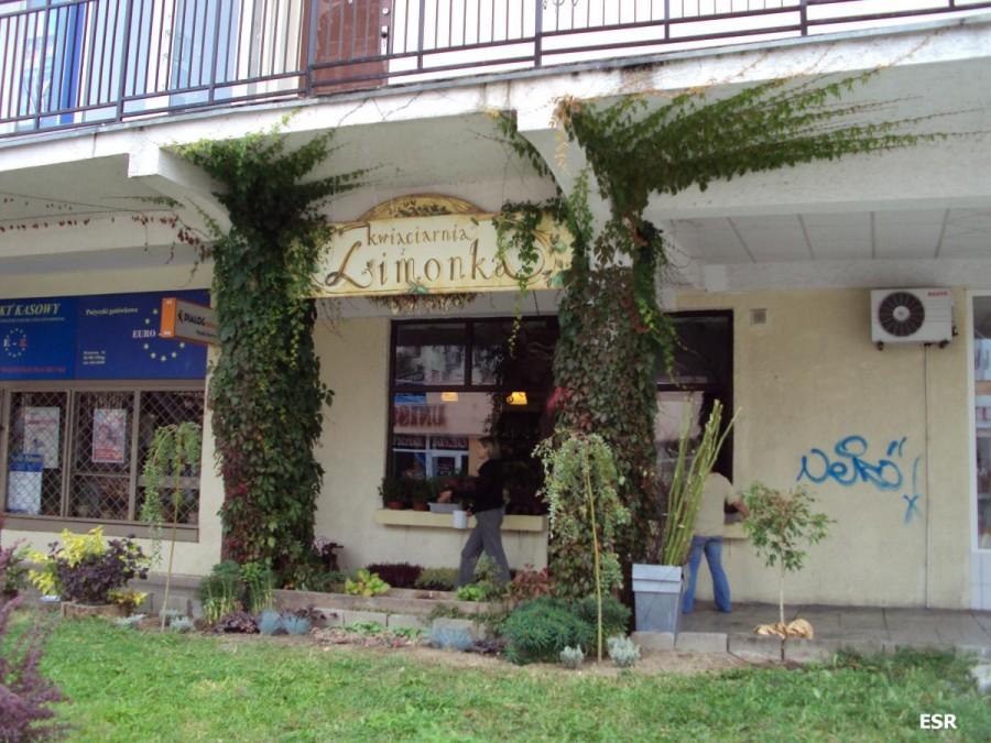 Kwiaciarnia Limonka