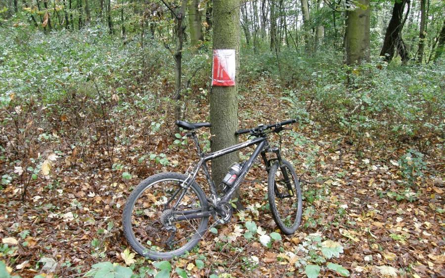 PK w lesie nad Rusałką