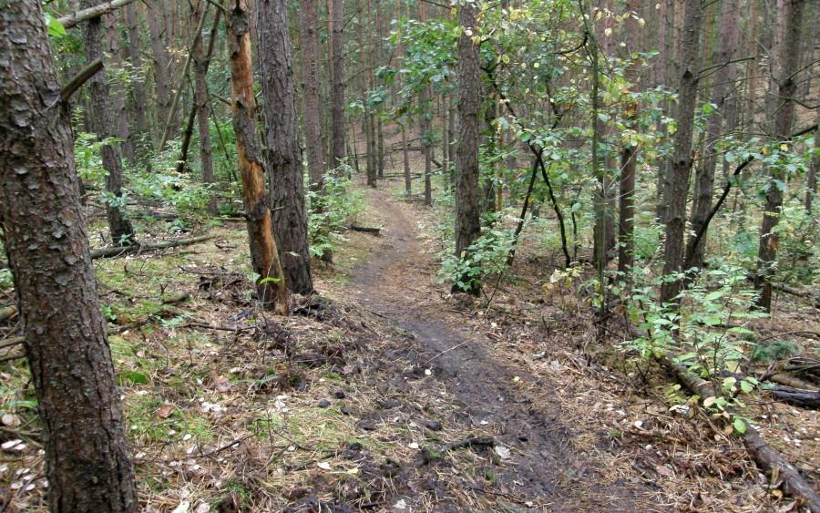 Singletrack na stokach góry Morasko