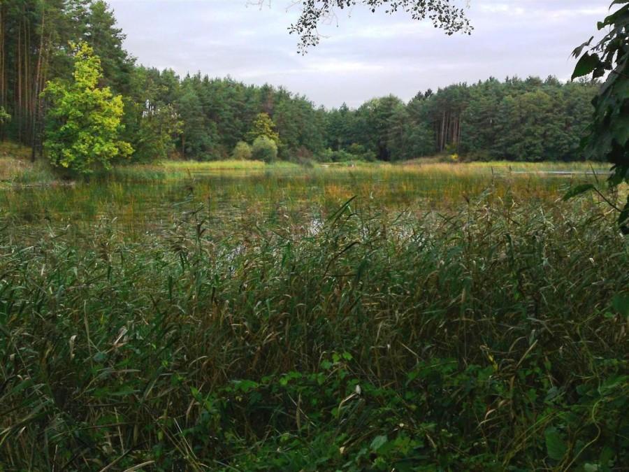Takie małe jeziorko przy zielonym szlaku, w pobliżu jeziora Bukowieckiego