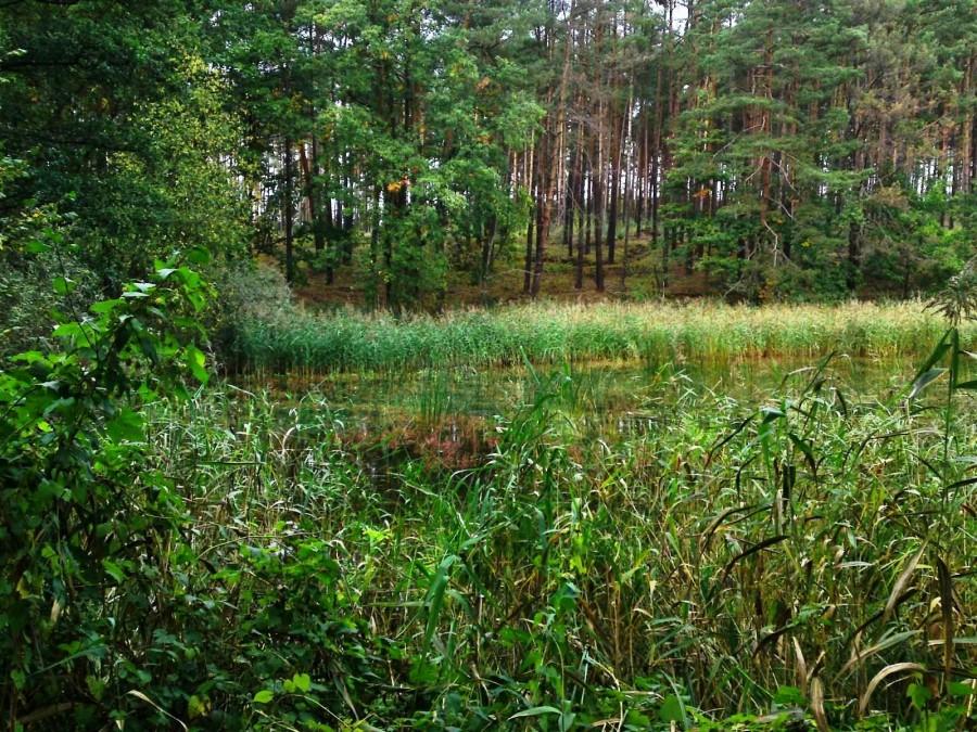 Małe jeziorko w okolicy jeziora Bukowieckiego