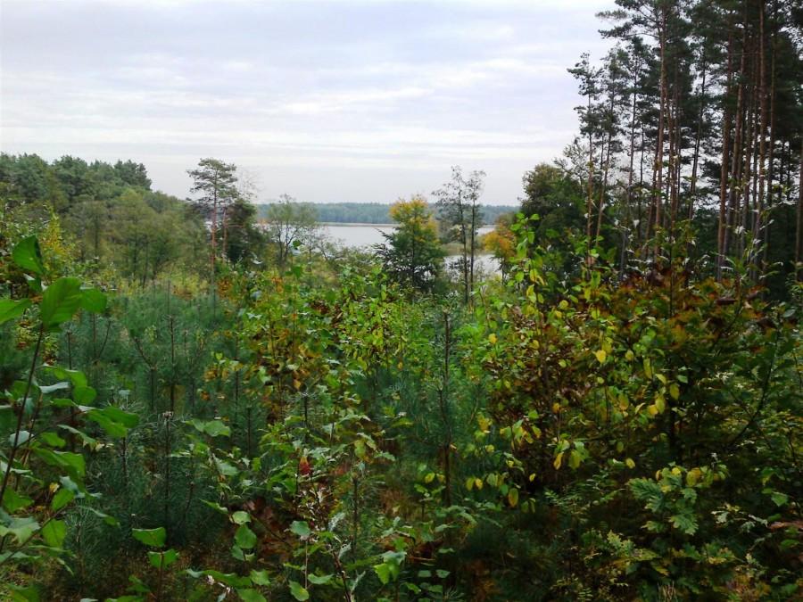 Jezioro Bukowieckie ze ścieżki, na pierwszym planie młodnik