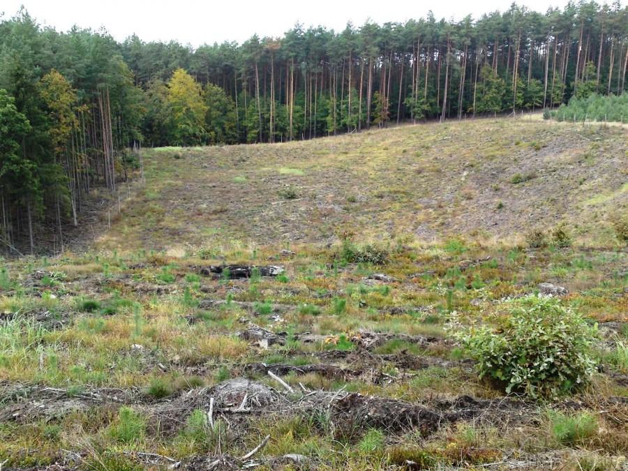 Fragment lasu w miejscu niedawnej wycinki ikazał nam po jakim terenie się przemieszczamy i dlaczego tak marna średnia jest na licznikach