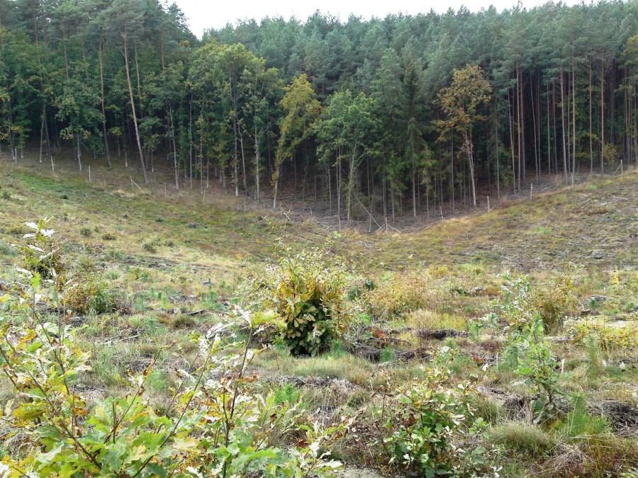 pięknie ukształtowany teren, plus piasek i gałęzie potrafią nieźle dać w kość i trochę potu wycisnąć