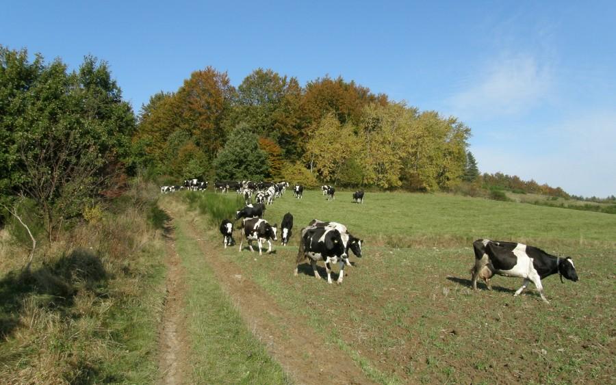 Harpagan 38 - wśród krówek :)