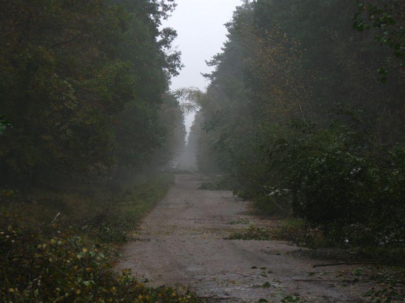 Bratkowice- tajemniczy las.