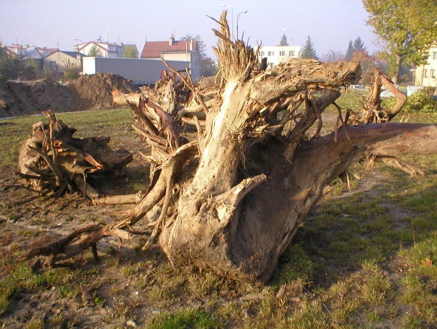 PIEŃ