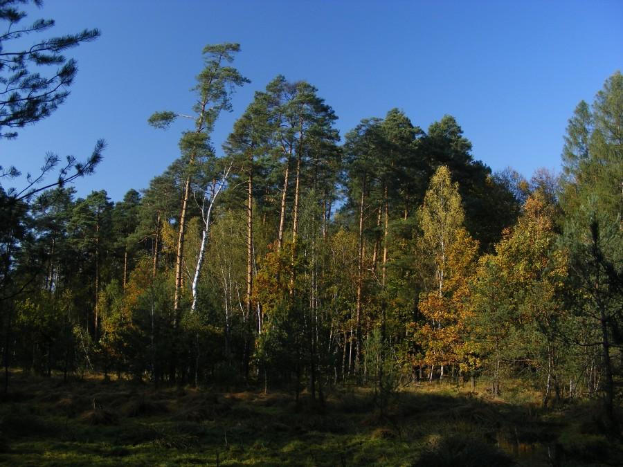 Widok nad mokradłem