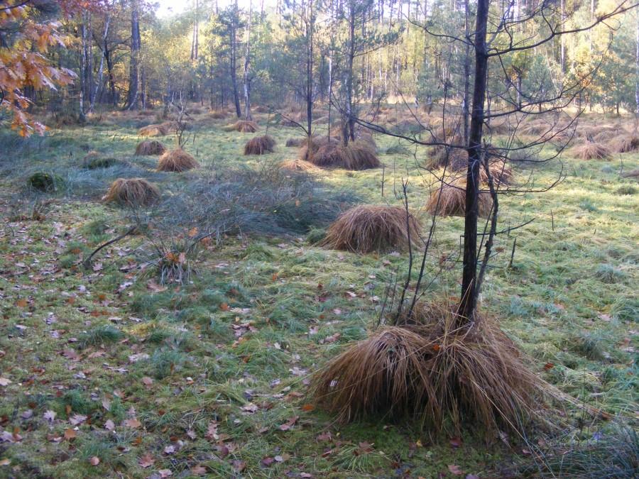 Mokradło